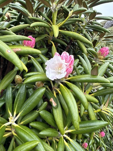 Rhododendron yakushimanum (yakushima rhododendron) (alternate view 3)