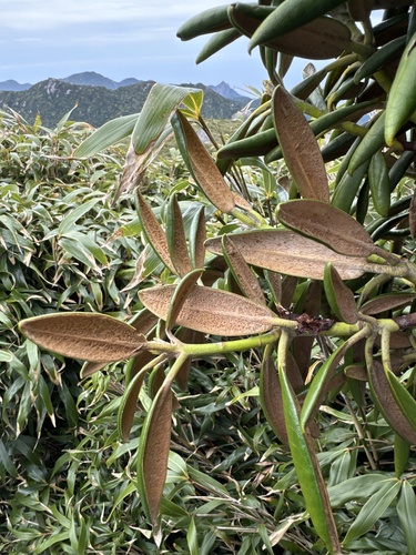 Rhododendron yakushimanum (yakushima rhododendron) (alternate view 5)