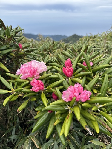 Rhododendron yakushimanum (yakushima rhododendron)