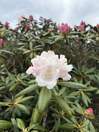 Rhododendron yakushimanum (yakushima rhododendron) (alternate view 2)