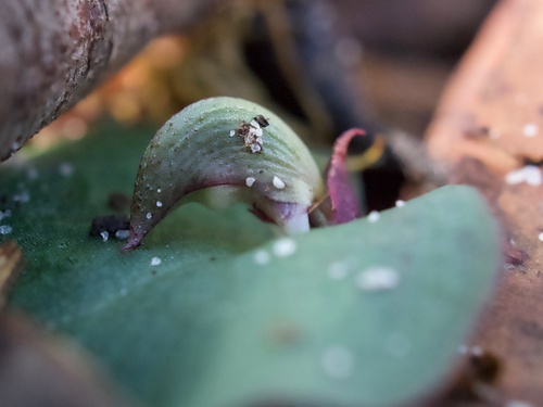 Corybas aconitiflorus (Spurred Helmet-orchid) (alternate view 4)