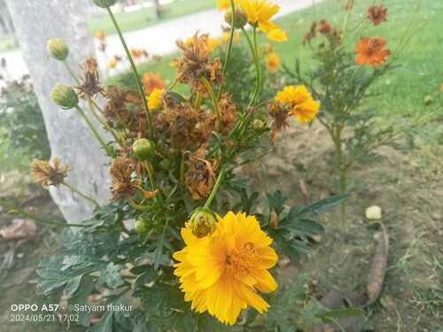 Cosmos sulphureus (Yellow Cosmos) (alternate view 3)