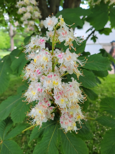 Aesculus hippocastanum (horse chestnut) (alternate view 8)