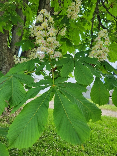 Aesculus hippocastanum (horse chestnut) (alternate view 9)