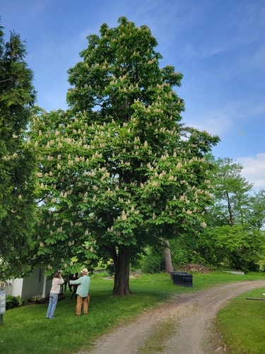 Aesculus hippocastanum (horse chestnut) (alternate view 10)