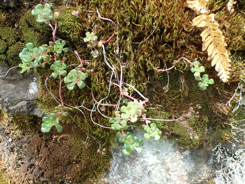 Sedum oreganum (Oregon Stonecrop) (alternate view 5)