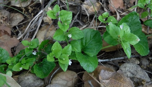 Clinopodium douglasii (Yerba Buena) (alternate view 3)