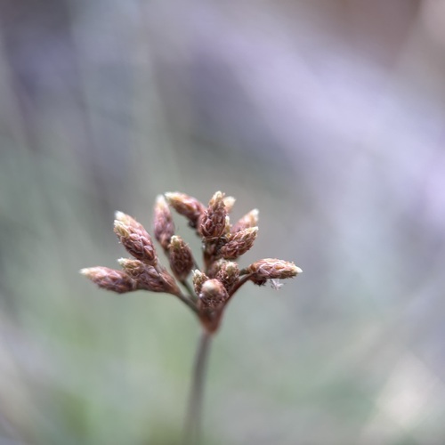 Fimbristylis (Fringe Rush) (alternate view 3)