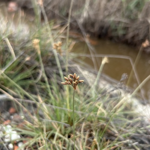 Fimbristylis (Fringe Rush) (alternate view 2)