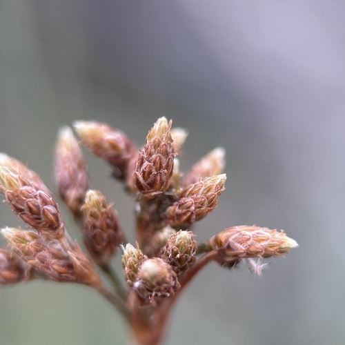 Fimbristylis (Fringe Rush) (alternate view 4)