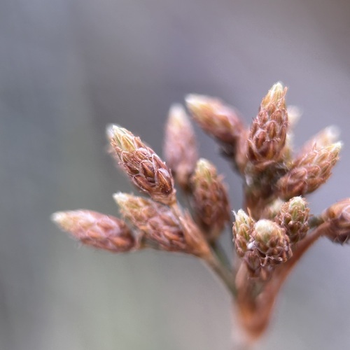 Fimbristylis (Fringe Rush) (alternate view 5)