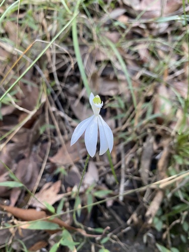 Caladenia picta (Painted Fingers) (alternate view 5)