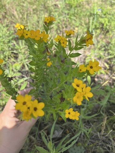 Lithospermum caroliniense (hairy puccoon)