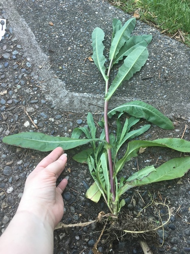 Lactuca serriola (prickly lettuce) (alternate view 5)