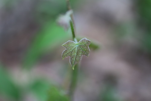 Menispermum canadense (moonseed) (alternate view 5)