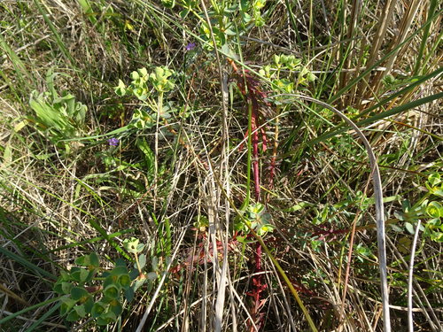 Euphorbia portlandica (Portland Spurge) (alternate view 3)