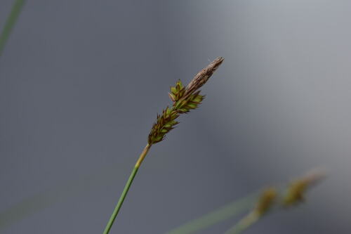Carex umbrosa (shade sedge)