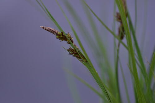 Carex umbrosa (shade sedge) (alternate view 2)