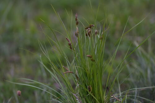 Carex umbrosa (shade sedge) (alternate view 3)