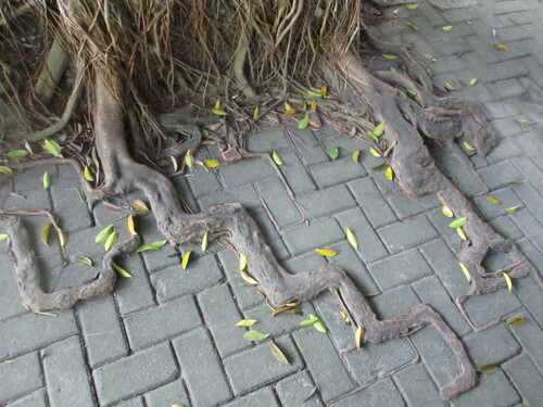 Ficus elastica (Rubber Plant) (alternate view 5)