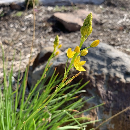 Bulbine bulbosa (Bulbine Lily) (alternate view 7)