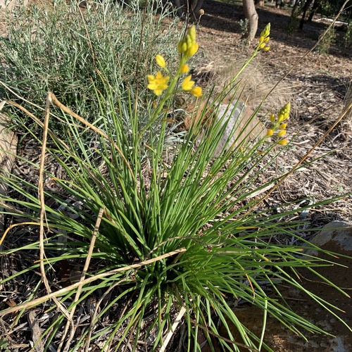 Bulbine bulbosa (Bulbine Lily) (alternate view 8)