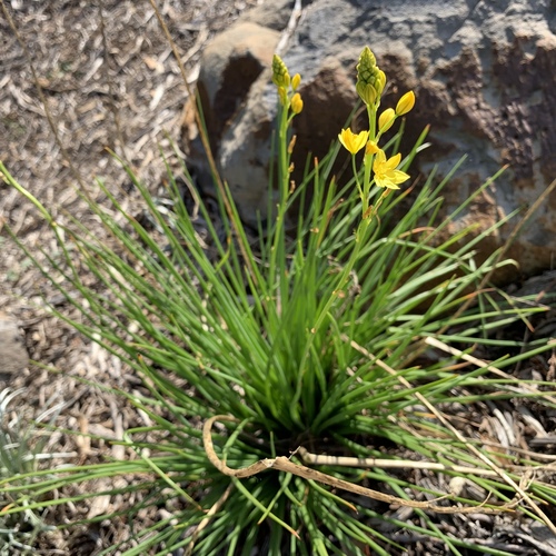 Bulbine bulbosa (Bulbine Lily) (alternate view 9)