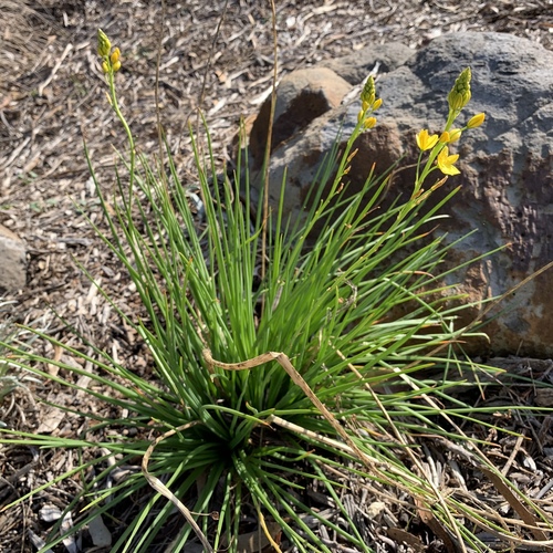 Bulbine bulbosa (Bulbine Lily) (alternate view 10)