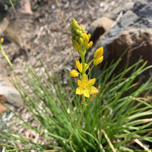 Bulbine bulbosa (Bulbine Lily) (alternate view 6)