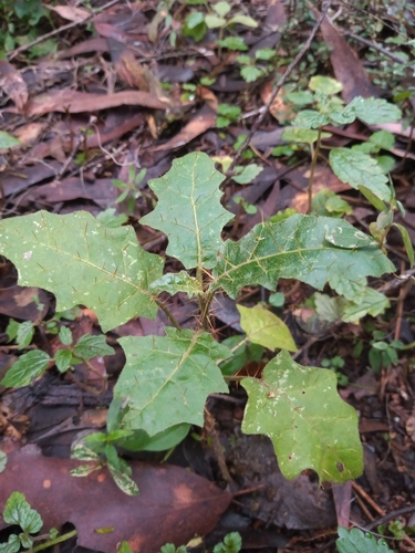 Solanum prinophyllum (Forest Nightshade) (alternate view 4)