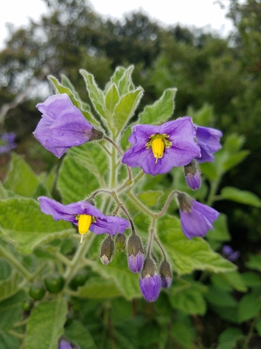 Solanum umbelliferum (bluewitch nightshade) (alternate view 4)