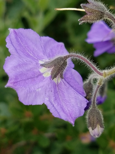 Solanum umbelliferum (bluewitch nightshade) (alternate view 5)