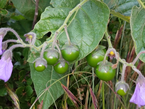 Solanum umbelliferum (bluewitch nightshade) (alternate view 7)