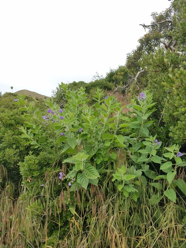 Solanum umbelliferum (bluewitch nightshade) (alternate view 9)