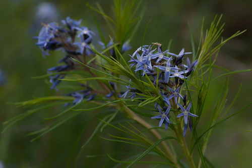 Amsonia hubrichtii (Arkansas Bluestar)