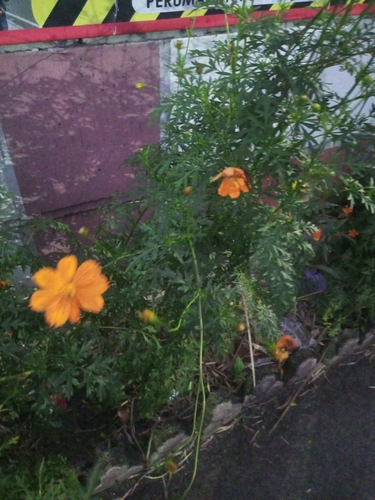 Cosmos sulphureus (Yellow Cosmos) (alternate view 2)