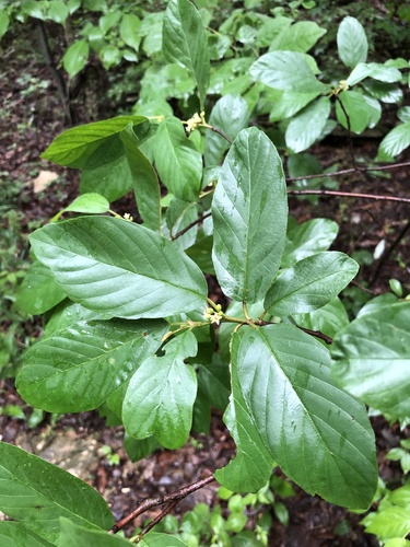 Frangula caroliniana (Carolina buckthorn) (alternate view 2)