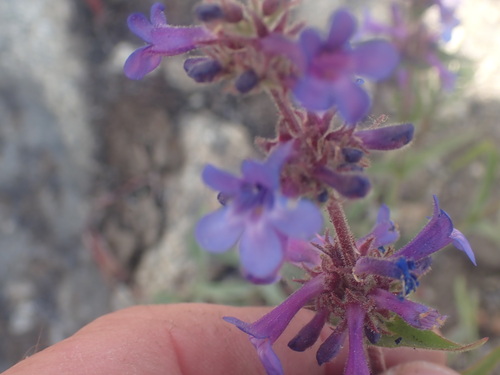 Penstemon pruinosus (Chelan Penstemon) (alternate view 4)