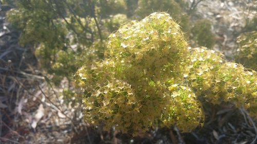 Calytrix tetragona (Fringe Myrtle) (alternate view 7)