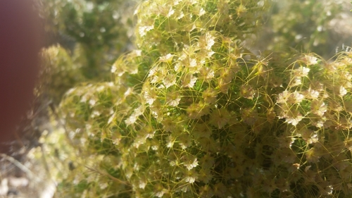Calytrix tetragona (Fringe Myrtle) (alternate view 8)