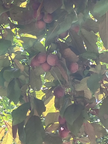 Prunus domestica (European plum)