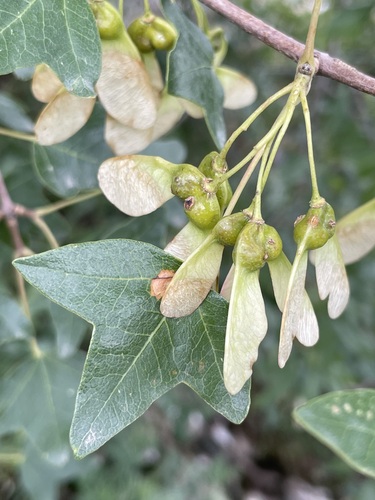 Acer monspessulanum (alternate view 4)
