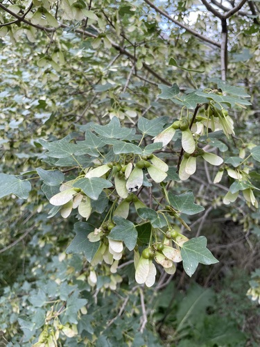 Acer monspessulanum (alternate view 5)