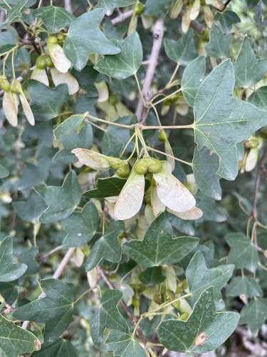 Acer monspessulanum (alternate view 6)