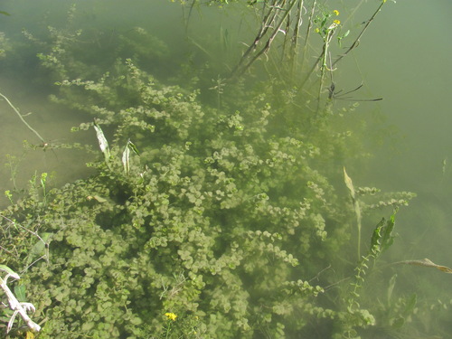 Lysimachia nummularia (creeping Jenny)