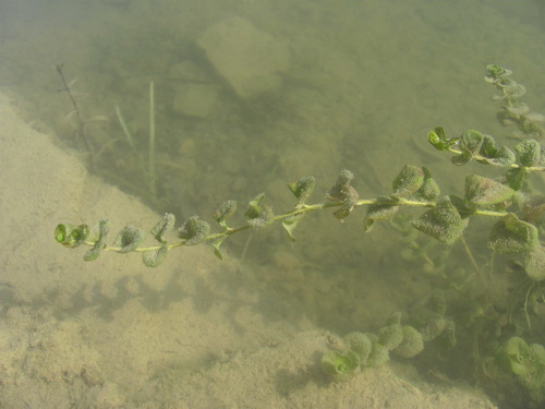 Lysimachia nummularia (creeping Jenny)