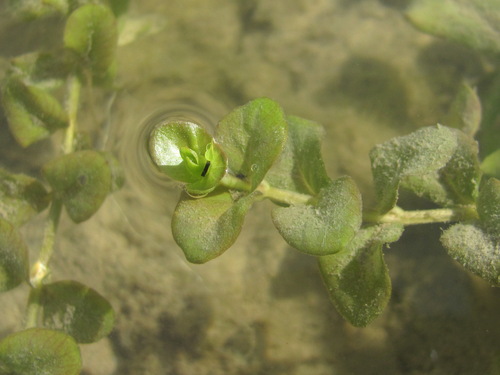 Lysimachia nummularia (creeping Jenny)