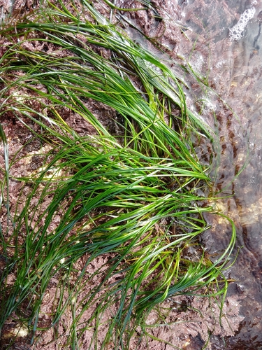 Phyllospadix torreyi (Torrey's Surfgrass) (alternate view 5)