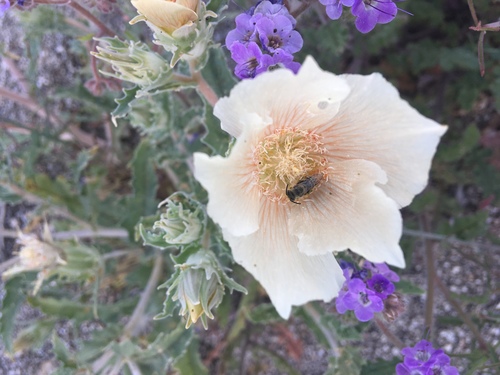 Mentzelia involucrata (sand blazingstar)