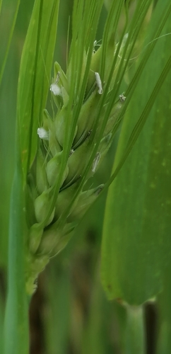Hordeum vulgare (Common Barley)